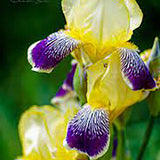 Iris Germanica (Stanjenel) Nibelungen - Bulb Plantat In Ghiveci
