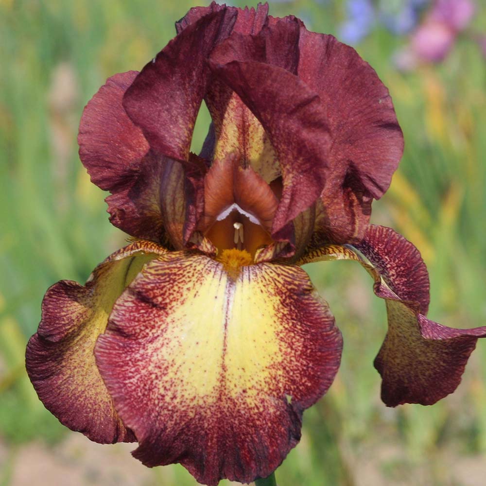 Iris Germanica (Stanjenel) Provencal - Bulb Plantat In Ghiveci