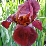 Iris Germanica (Stanjenel) Quechee - Bulb Plantat In Ghiveci