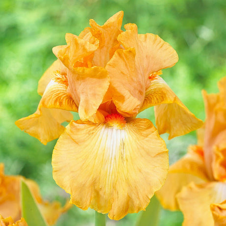 Iris Germanica (Stanjenel) Robusto