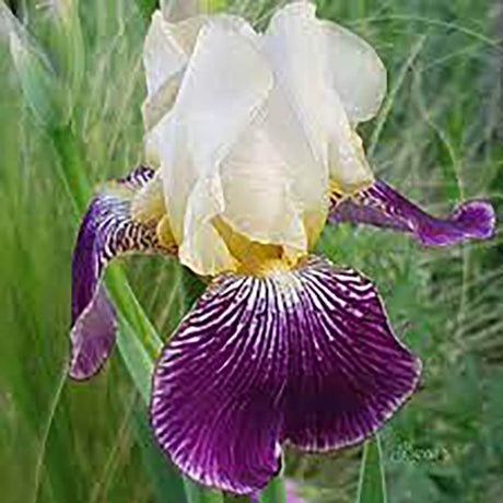 Iris Germanica (Stanjenel) Salonique - Bulb Plantat In Ghiveci