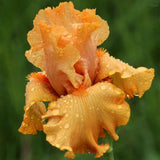 Iris Germanica (Stanjenel) Skyfire - Bulb Plantat In Ghiveci