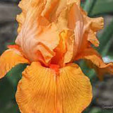 Iris Germanica (Stanjenel) Skyfire - Bulb Plantat In Ghiveci
