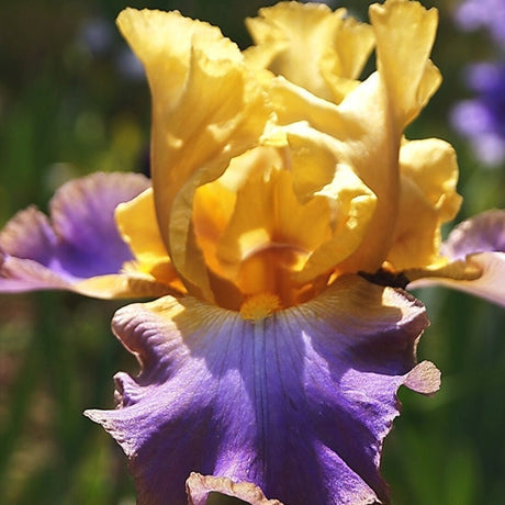 Iris Germanica (Stanjenel) Sunset Sky - Bulb Plantat In Ghiveci