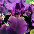 Iris Germanica violet (Stanjenel) Swahili - Bulb Plantat In Ghiveci