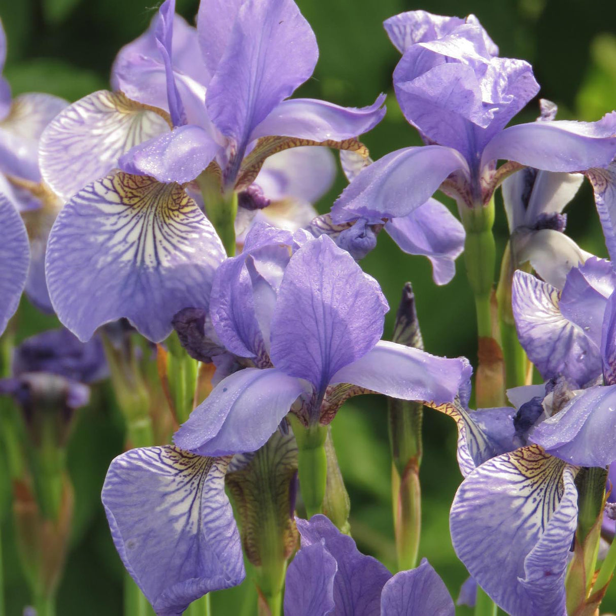 Iris Sibirica (Stanjenel) Cambridge