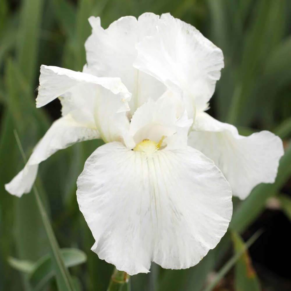 Iris Germanica (Stanjenel) White Knight - Bulb Plantat In Ghiveci