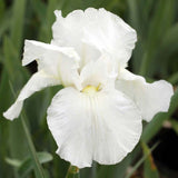 Iris Germanica (Stanjenel) White Knight - Bulb Plantat In Ghiveci