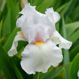 Iris Germanica (Stanjenel) White Knight - Bulb Plantat In Ghiveci