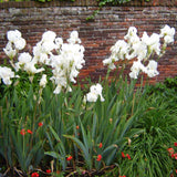 Iris Germanica (Stanjenel) White Knight - Bulb Plantat In Ghiveci