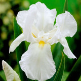 Iris Germanica (Stanjenel) White Knight - Bulb Plantat In Ghiveci