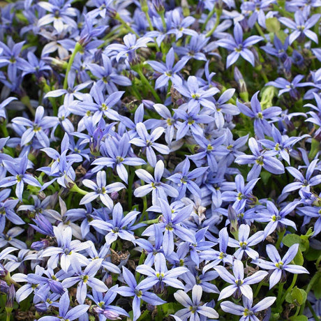 Steaua Albastra Isotoma Fluviatilis- taratoare, cu flori albastre