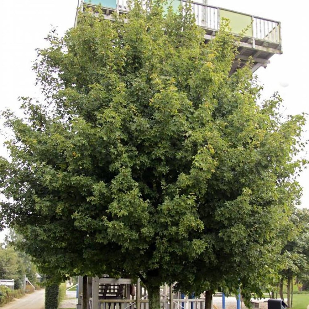 Paltin de Camp (Acer Campestre)