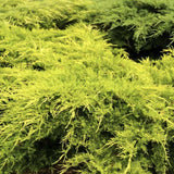 Ienupar (Juniperus pfitzeriana) Starlight, 40-50 cm, conifer tarator vesnic verde, frunzis galben-crem, ideal pentru taluzuri si stancarii