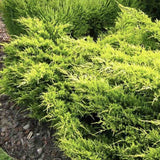Ienupar (Juniperus pfitzeriana) Starlight, 40-50 cm, conifer tarator vesnic verde, frunzis galben-crem, ideal pentru taluzuri si stancarii