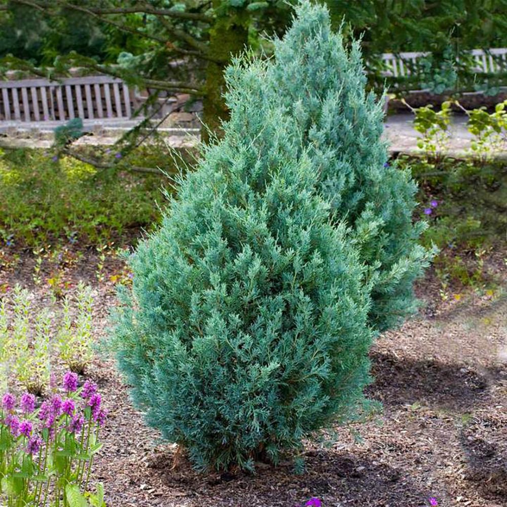 Ienupar columnar albastru-verzui Moonglow