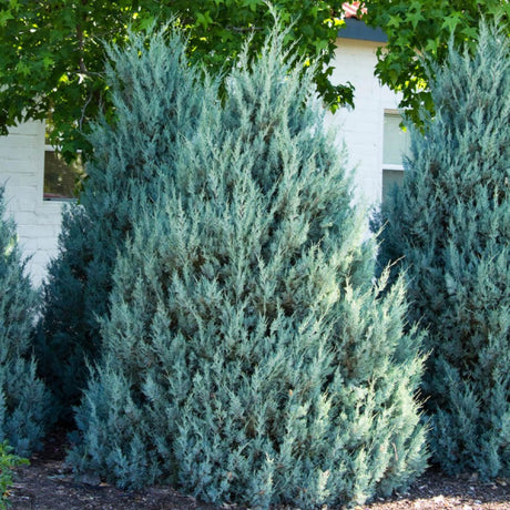 Ienupar columnar albastru-verzui Moonglow