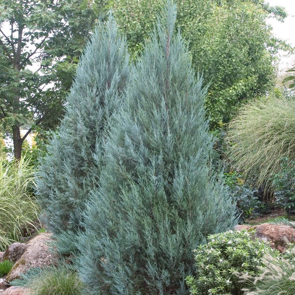 Ienupar columnar albastru-verzui Moonglow