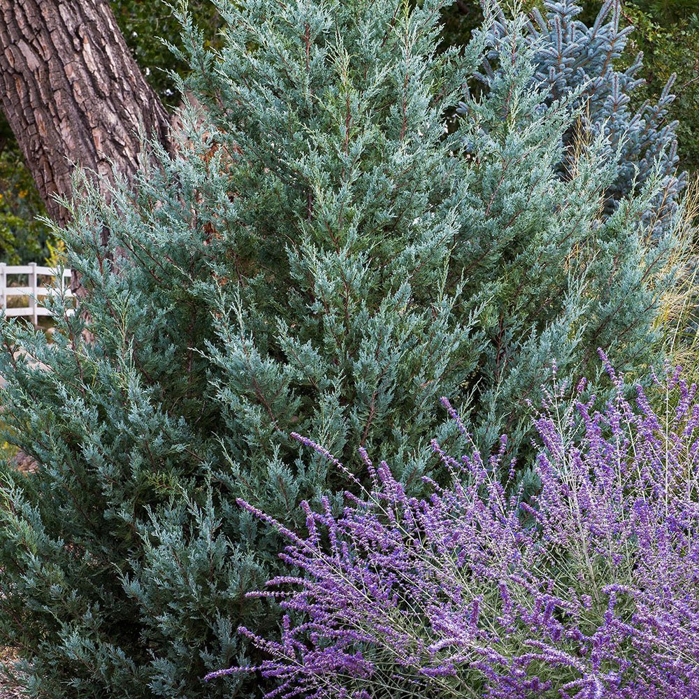 Ienupar columnar albastru-verzui Moonglow