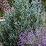 Ienupar columnar albastru-verzui Moonglow