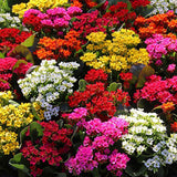 Kalanchoe blossfeldiana 5 culori - 28 cm