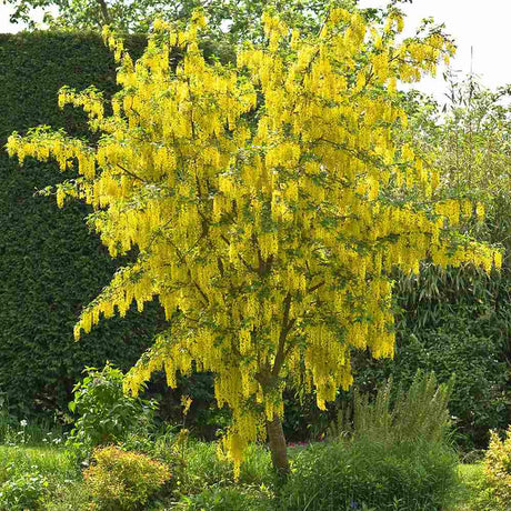 Акация жълта плачеща (Laburnum anagyroides), с жълти цветове