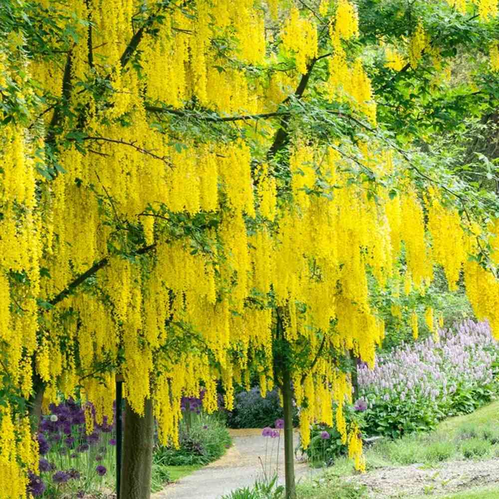 Акация жълта плачеща (Laburnum anagyroides), с жълти цветове