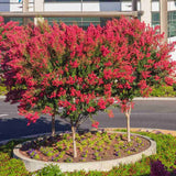 Liliac Indian Copac Enduring Summer Red (Lagerstroemia Indica), copac compact cu flori rosu- intens, inflorire continua