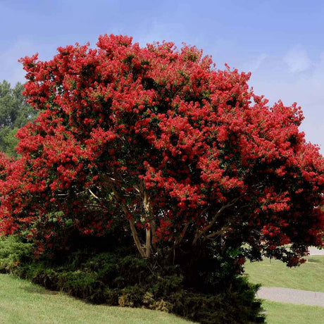 Liliac Indian Copac Enduring Summer Red (Lagerstroemia Indica), copac compact cu flori rosu- intens, inflorire continua