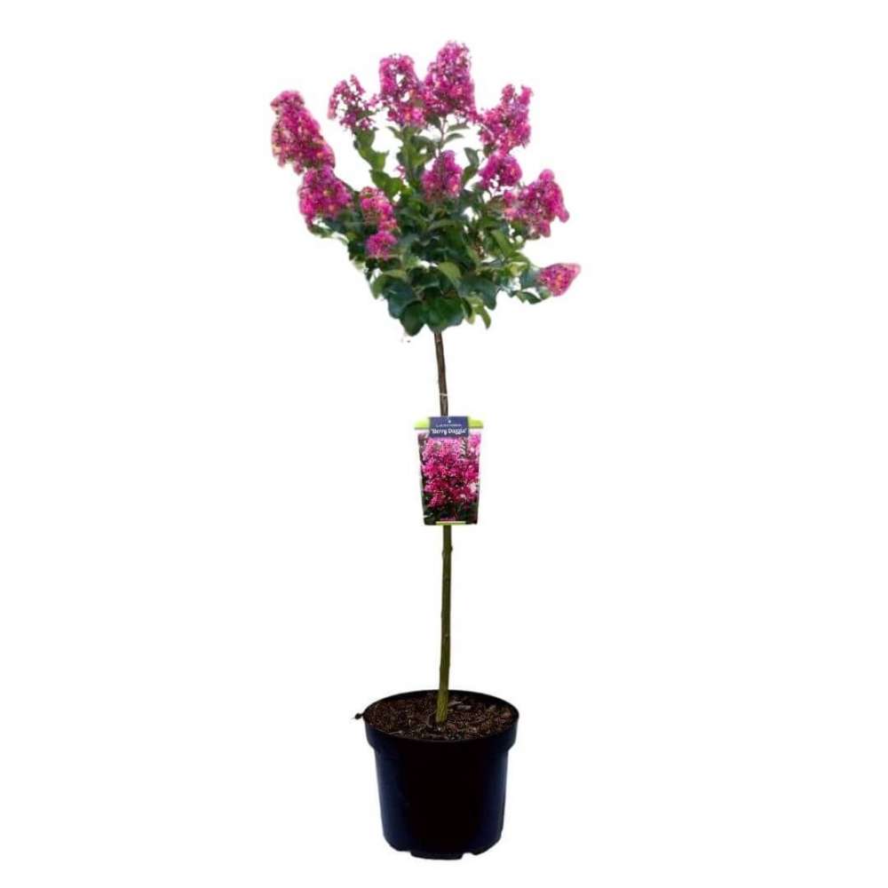 Liliac Indian Copac Berry Dazzle, copac pitic cu flori roz-magenta, inflorire continua