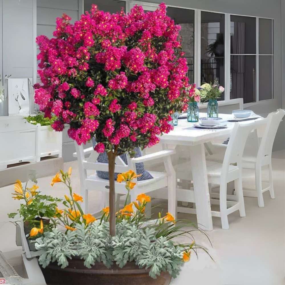 Liliac Indian Copac Berry Dazzle, copac pitic cu flori roz-magenta, inflorire continua
