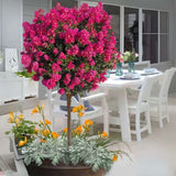 Liliac Indian Copac Berry Dazzle, copac pitic cu flori roz-magenta, inflorire continua