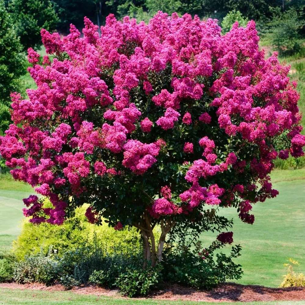 Liliac Indian Copac Berry Dazzle, copac pitic cu flori roz-magenta, inflorire continua