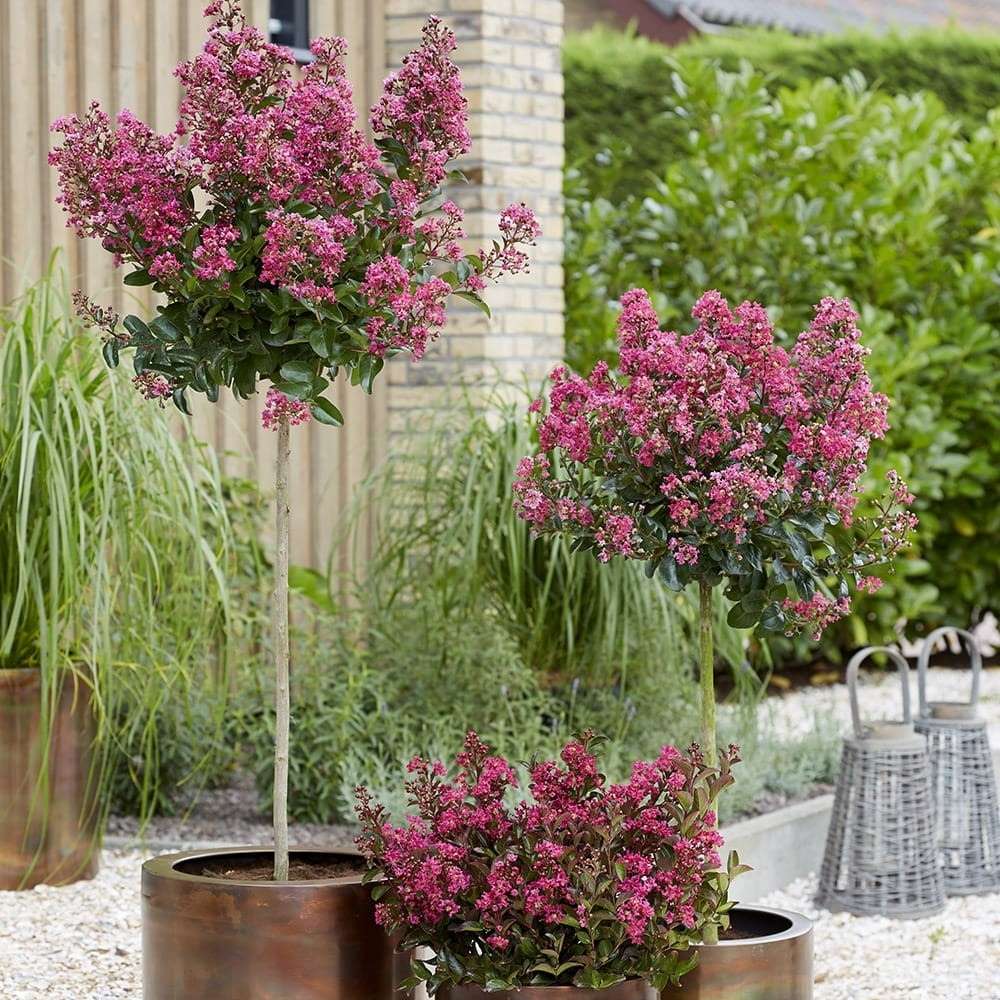 Liliac Indian Copac Berry Dazzle, copac pitic cu flori roz-magenta, inflorire continua
