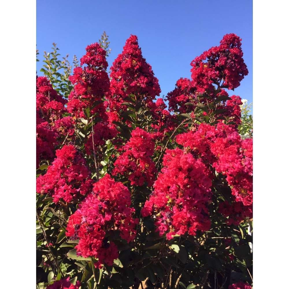 Lagerstroemia Indica Copac Double Feature, arbore compact cu flori roz-fucsia, inflorire lunga