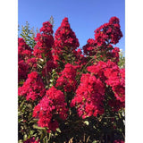 Lagerstroemia Indica Copac Double Feature, arbore compact cu flori roz-fucsia, inflorire lunga