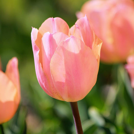 Bulbi Lalele Apricot Beauty (5 Bucati/Pachet)