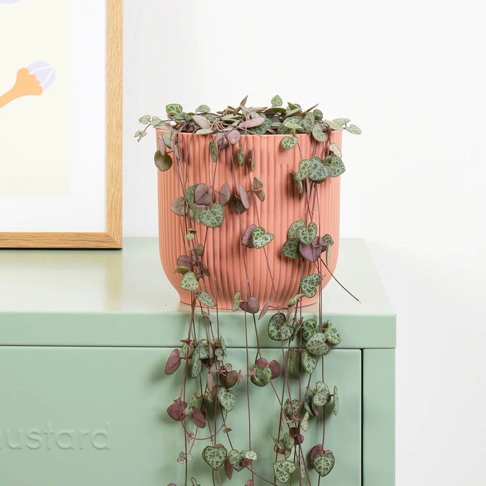 Верига от сърца (Ceropegia Woodii), листа с форма на сърце, зелено-сребристи, висящо растение