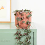 Верига от сърца (Ceropegia Woodii), листа с форма на сърце, зелено-сребристи, висящо растение