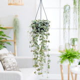 Верига от сърца (Ceropegia Woodii), сърцевидни листа, сребристозелени, висяща опора