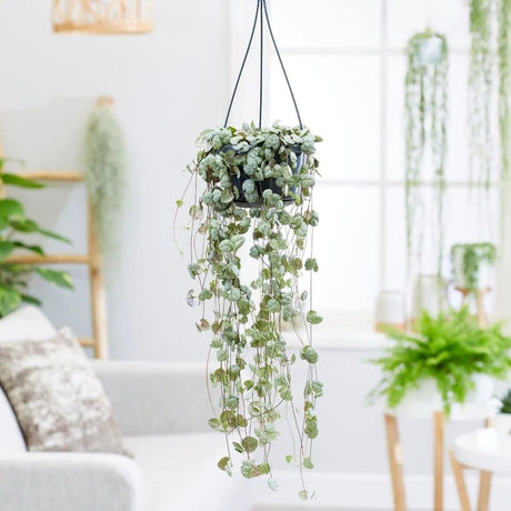 Верига от сърца (Ceropegia Woodii), сърцевидни листа, сребристозелени, висяща опора