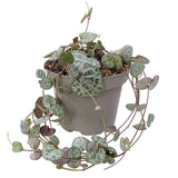 Верига от сърца (Ceropegia Woodii), листа с форма на сърце, зелено-сребристи, висящо растение