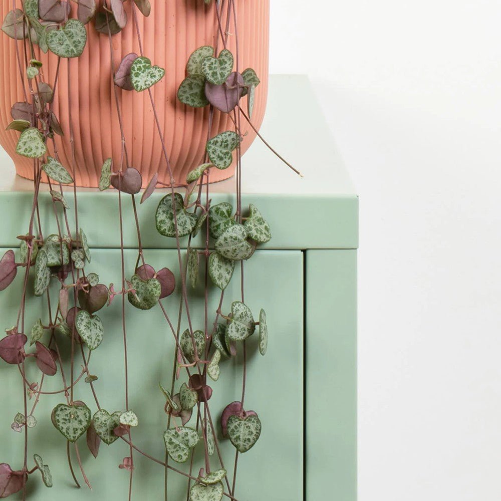 Lantul Inimilor (Ceropegia Woodii), frunze in forma de inima, verde-argintii, suport de agatat