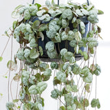 Верига от сърца (Ceropegia Woodii), листа с форма на сърце, зелено-сребристи, висящо растение