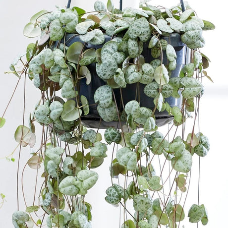 Верига от сърца (Ceropegia Woodii), листа с форма на сърце, зелено-сребристи, висящо растение