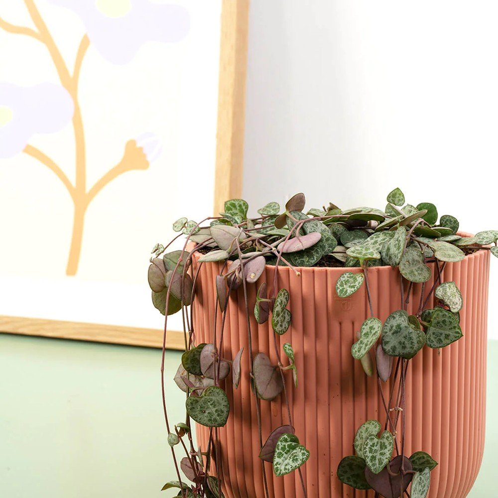 Верига от сърца (Ceropegia Woodii), листа с форма на сърце, зелено-сребристи, висящо растение