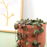 Верига от сърца (Ceropegia Woodii), листа с форма на сърце, зелено-сребристи, висящо растение