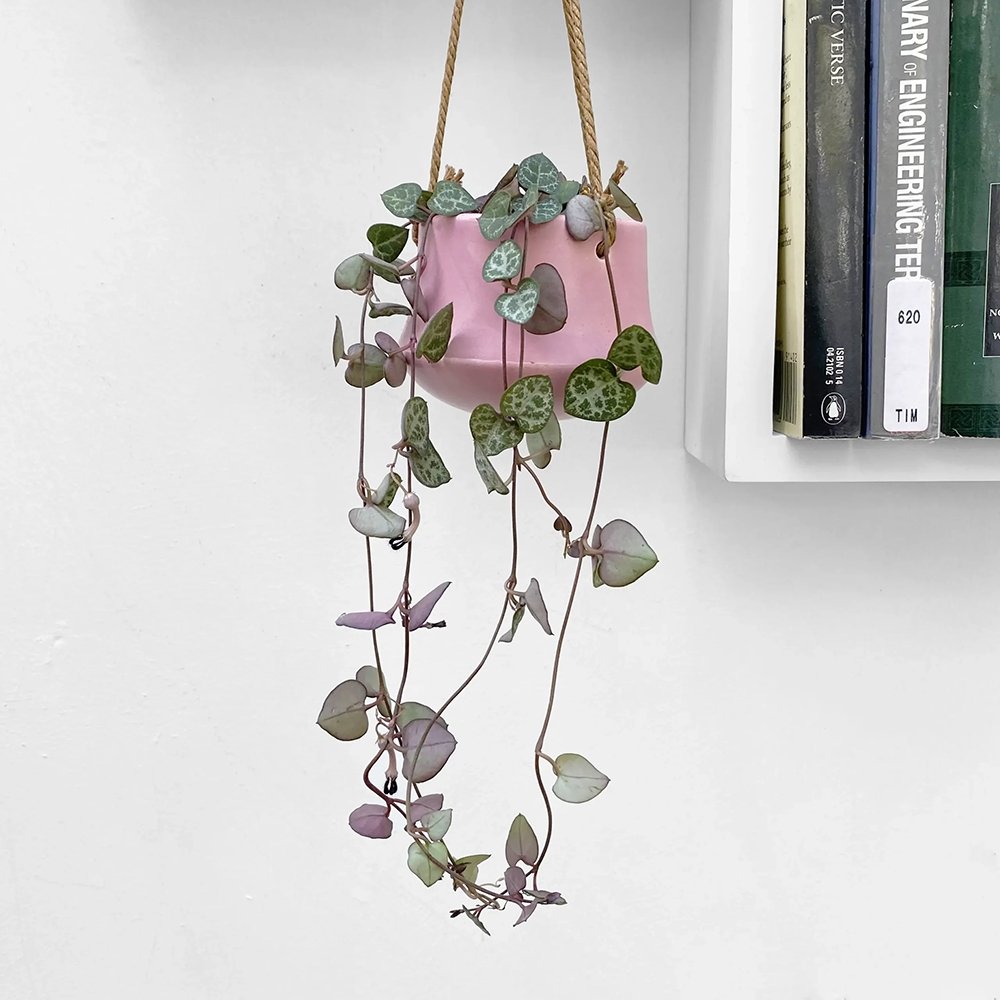 Верига от сърца (Ceropegia Woodii), листа с форма на сърце, зелено-сребристи, висящо растение