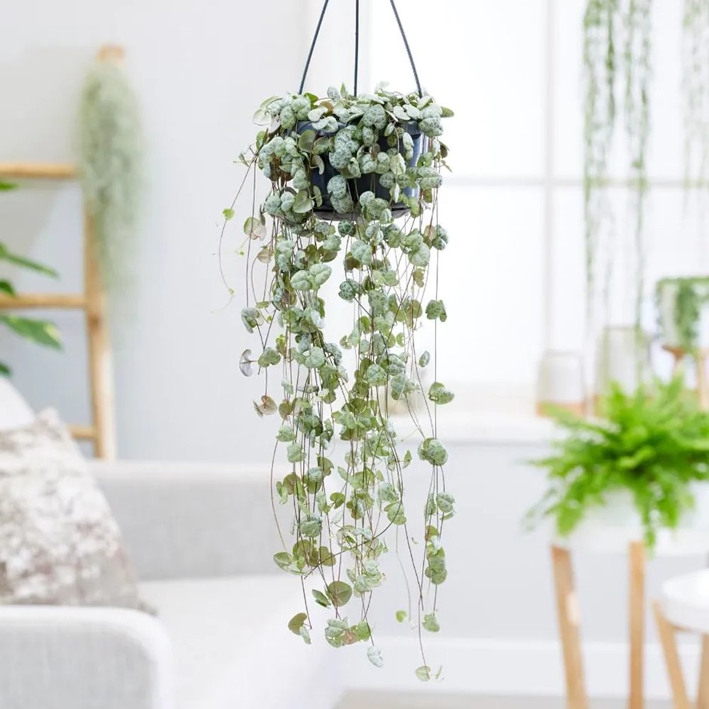 Верига от сърца (Ceropegia Woodii), листа с форма на сърце, зелено-сребристи, висящо растение