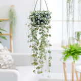 Верига от сърца (Ceropegia Woodii), листа с форма на сърце, зелено-сребристи, висящо растение